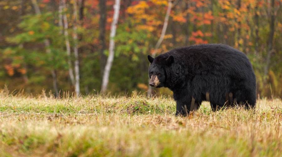 Ours noir