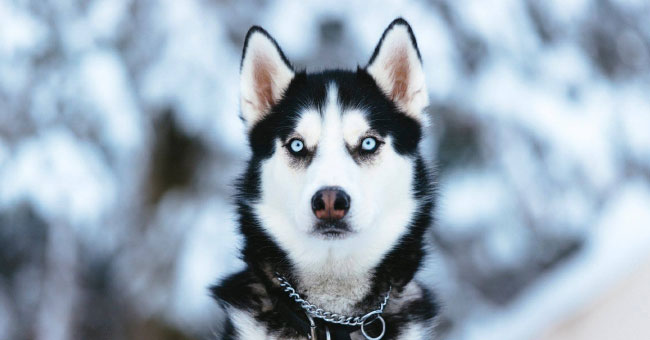 Appalaches Lodge-Spa-Villégiature