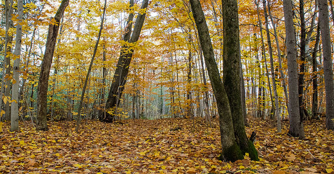 Bois de l'Équerre