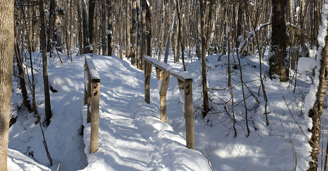 Bois de l'Équerre