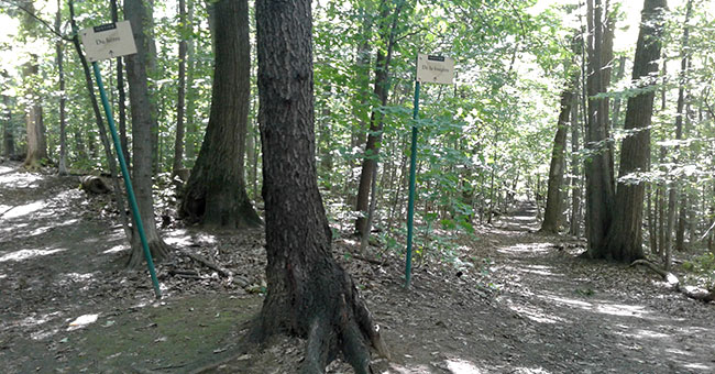 Bois Papineau