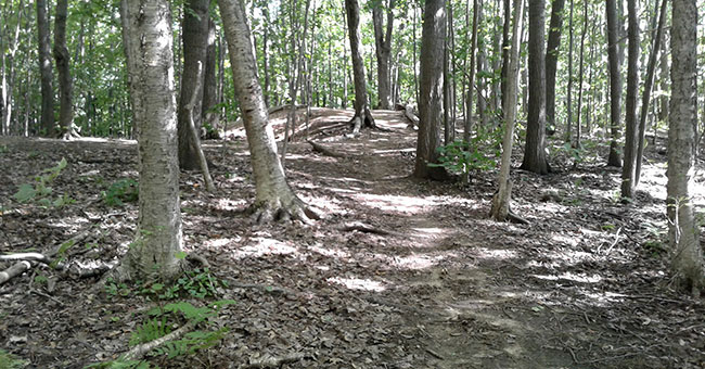Bois Papineau