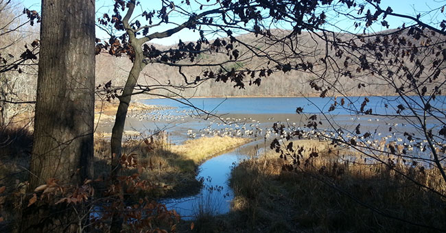 Réserve naturelle Gault (Mont Saint-Hilaire)