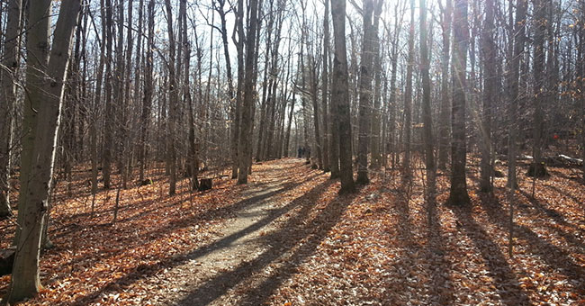 Réserve naturelle Gault (Mont Saint-Hilaire)