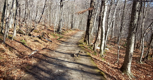 Réserve naturelle Gault (Mont Saint-Hilaire)