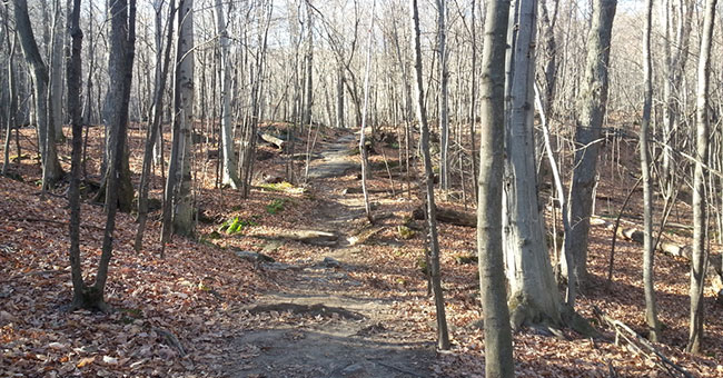 Réserve naturelle Gault (Mont Saint-Hilaire)