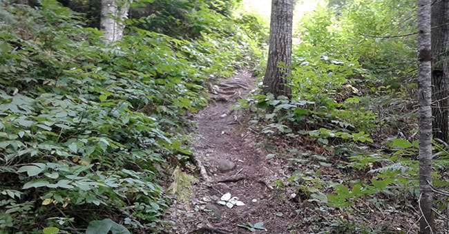 Parc régional de la Forêt Ouareau