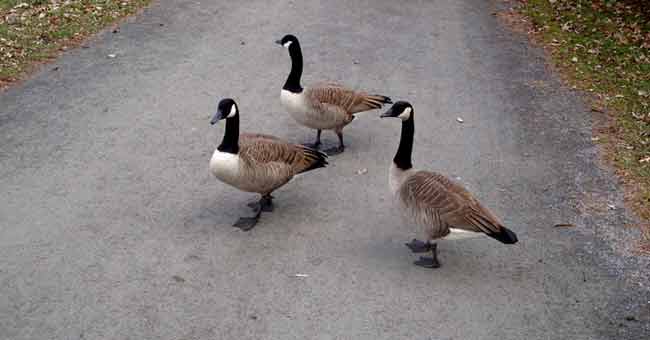 Parc de l'Île-des-Moulins