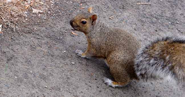 Parc de l'Île-des-Moulins