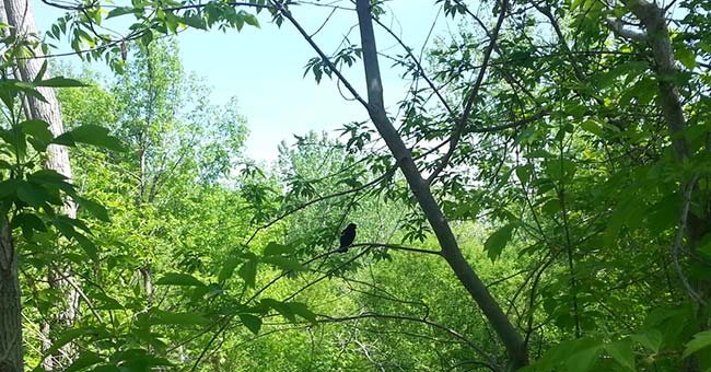 Parc-nature de l'Île-de-la-Visitation