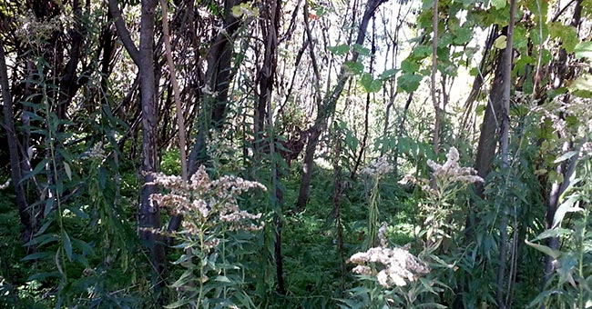 Parc national des Îles-de-Boucherville