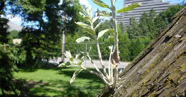 Parc Maisonneuve