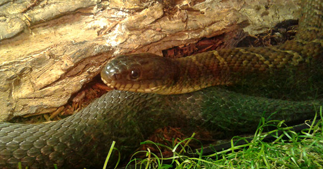Zoo Ecomuseum