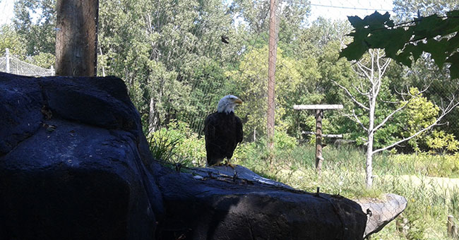 Zoo Ecomuseum